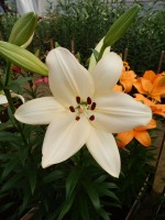 [4078 Pedara VH No02.JPG]